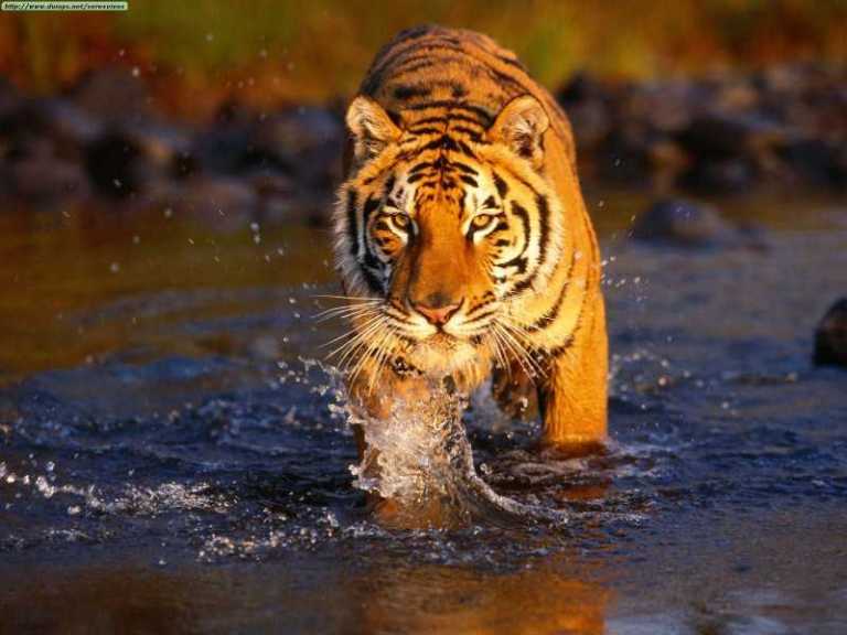 Sundarban_big